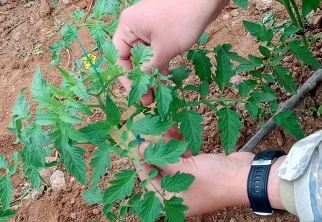 NEVÜ Organik Tarım Programı Öğrencilerinden Biyolojik Mücadele Uygulaması
